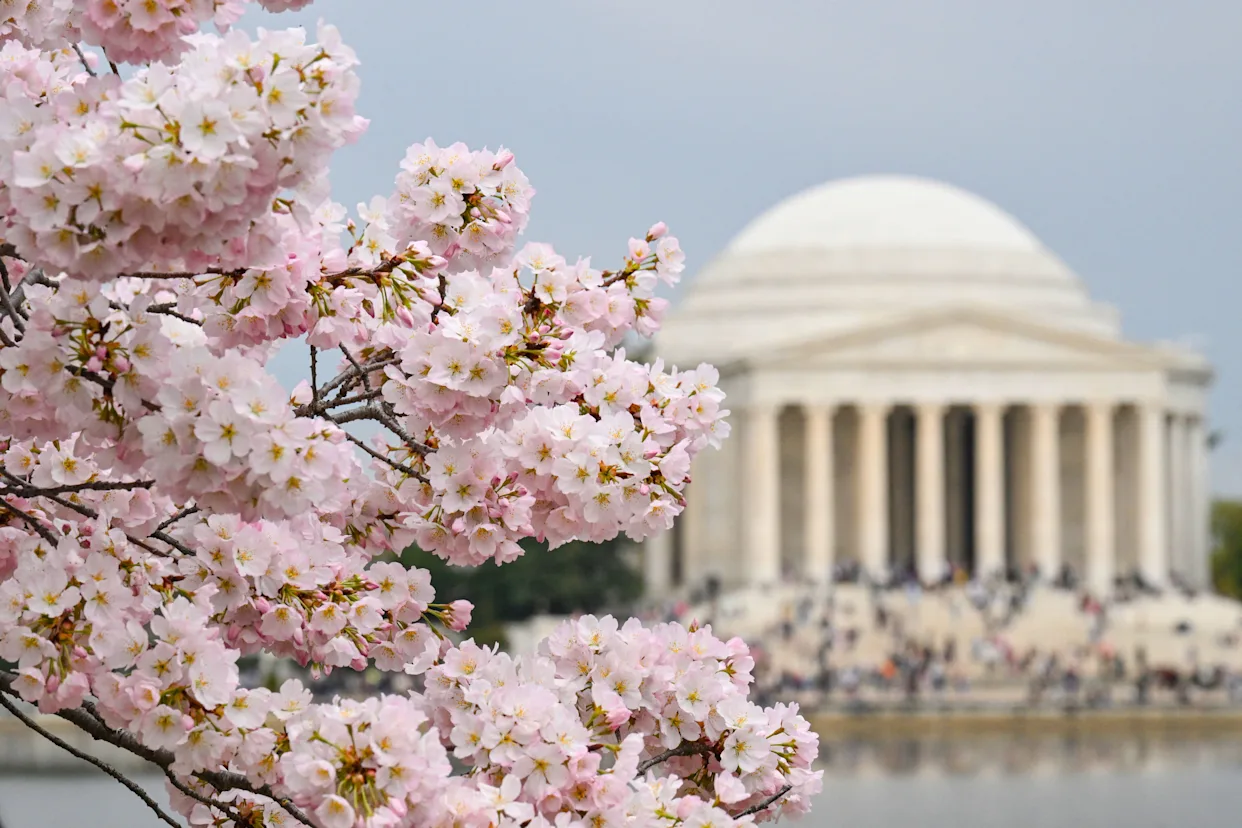 Cherry Blossom Festival 2026 DC is here. See peak bloom dates, best viewing times, key events, and how to experience Washington DC like a pro.